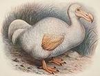 albino Dodo