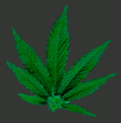 marijuana leaf