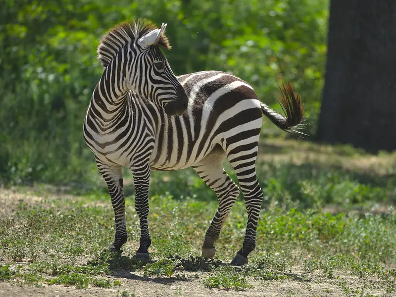 Zebra by Allen H Ibara