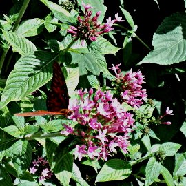 Butterfly Garden at The Florida Botanical Gardens